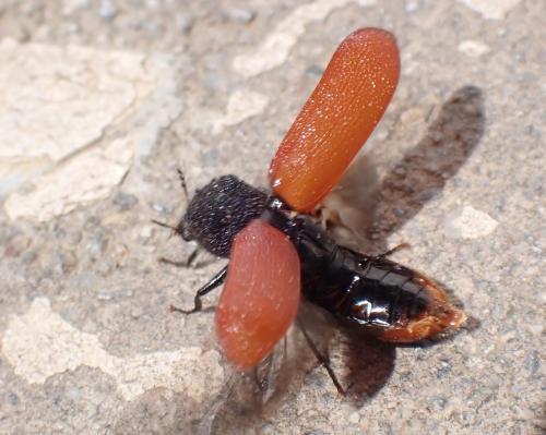 Bostrichus capucinus